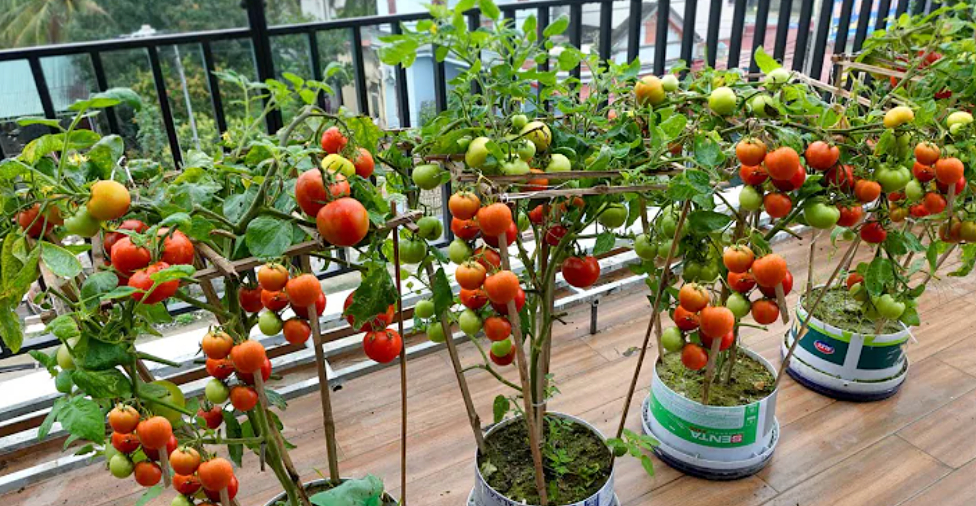 L Gumes Qui Poussent Bien En Pots Conseils Pour Une Culture