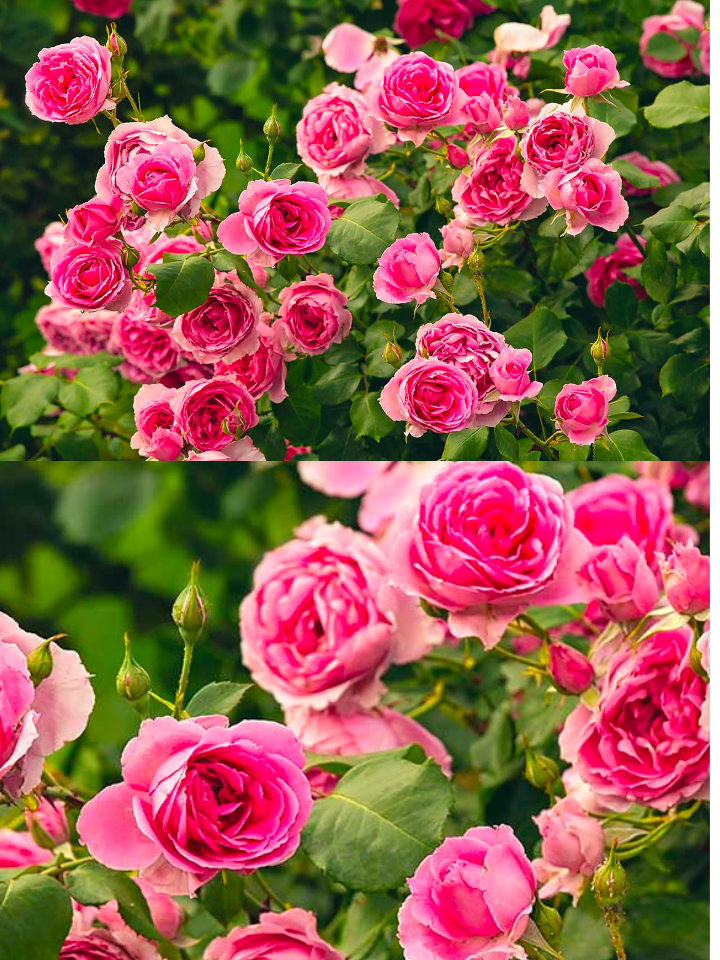 Secrets Pour Faire Fleurir Vos Roses Have A Glance