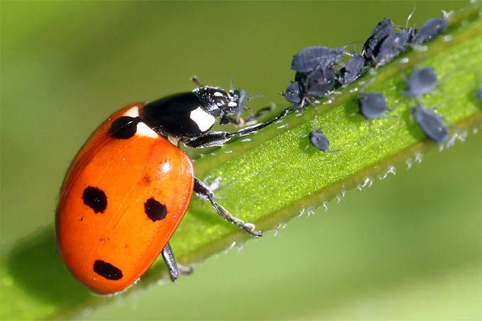 NABU-Tipp: Nützlinge im Garten