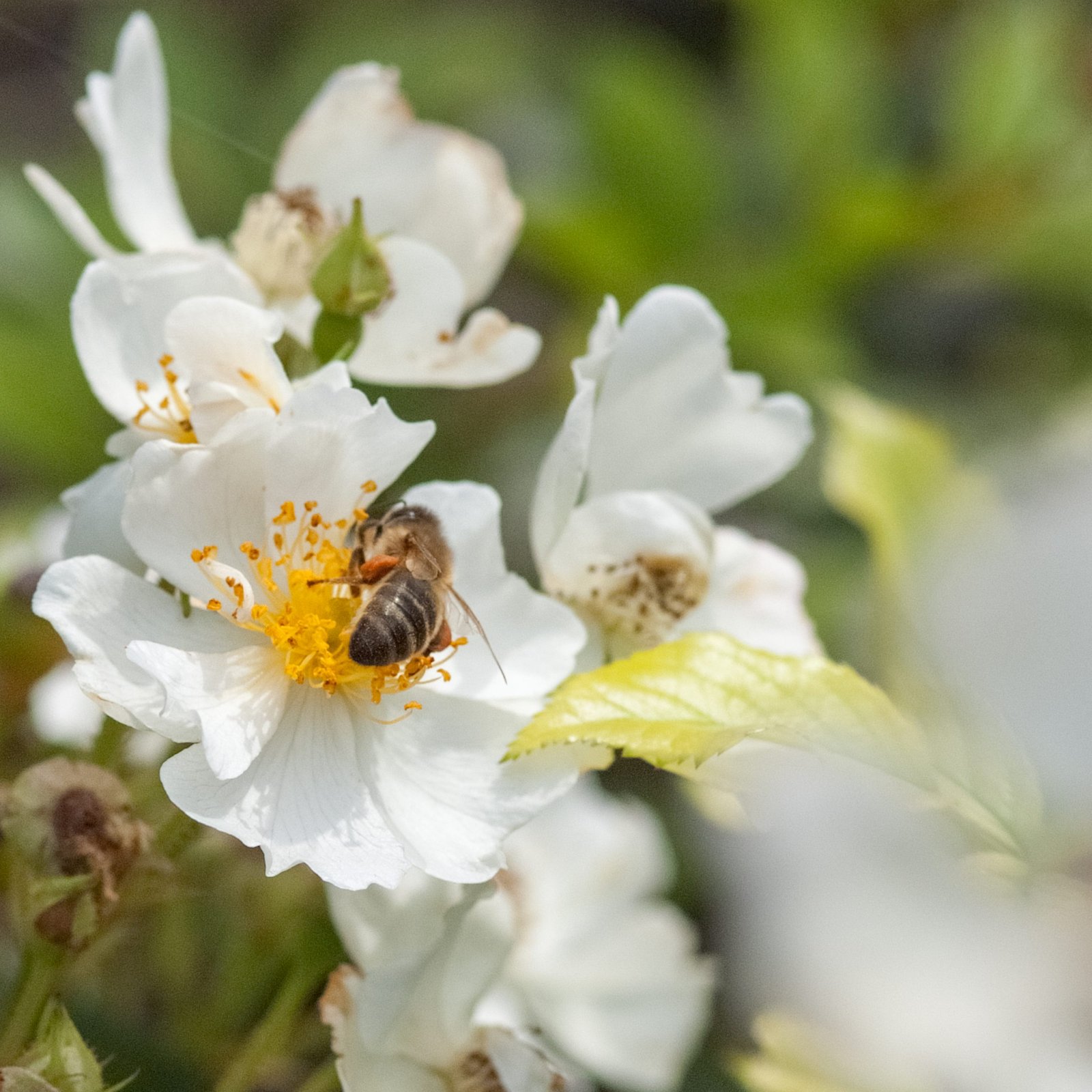 Erhöhen Sie die Biodiversität mit Gartenrosen - Roses4Gardens