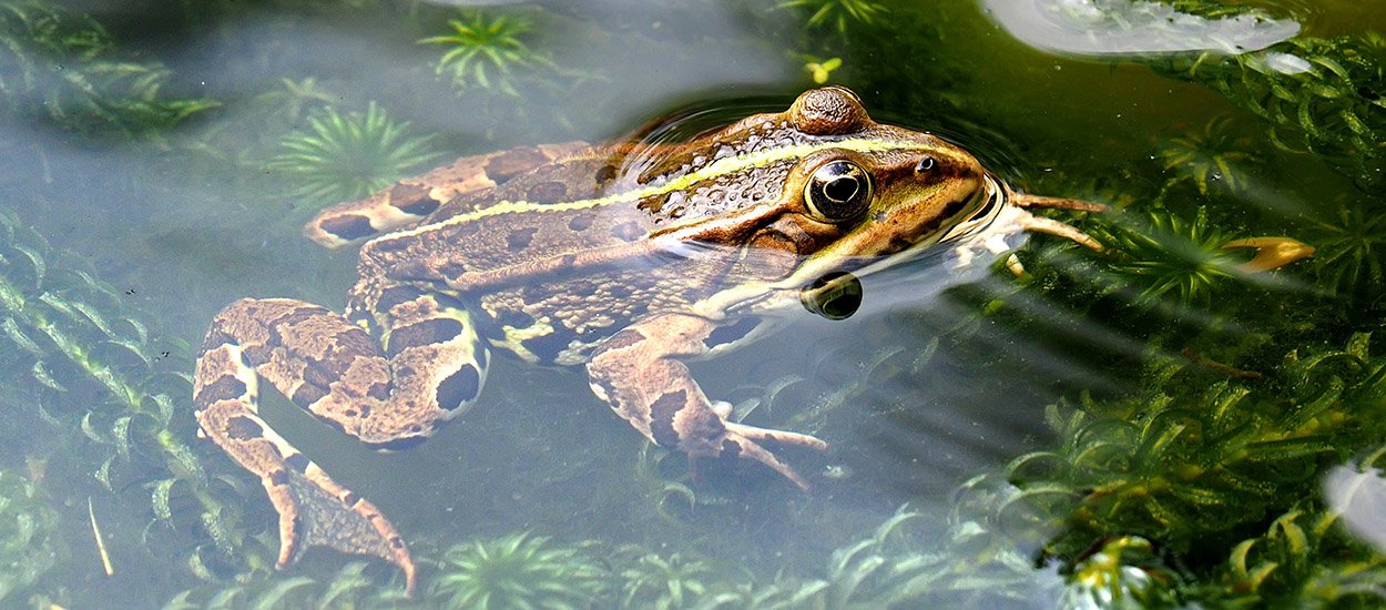 Comment attirer les grenouilles et les crapauds dans mon jardin ?