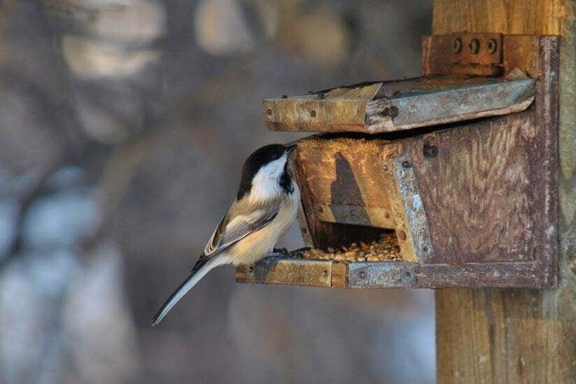 Tierfreundlicher Garten: 15 gute Tipps & Tricks zur Gartengestaltung