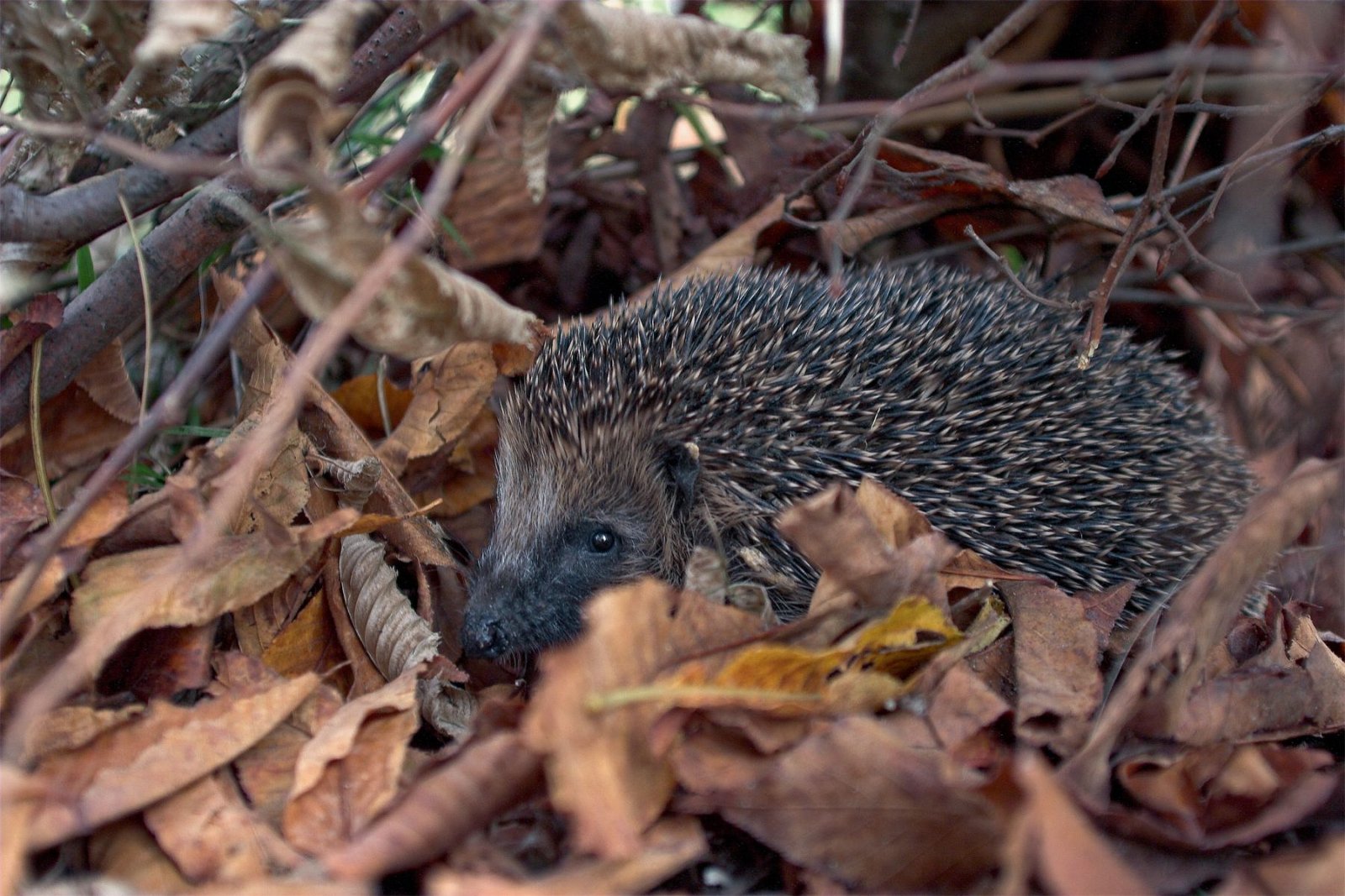 Hérisson au jardin : nos 8 conseils pour l'attirer et le sécuriser - La  Salamandre